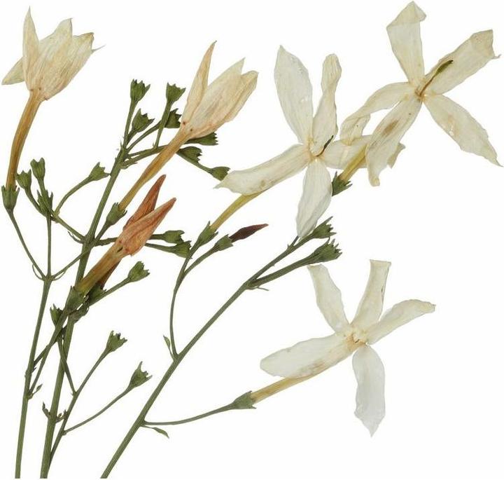 Actual product image Florascent Aroma Spray Jasmine Abs