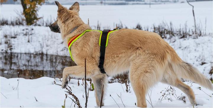 Produktbild Niggeloh Führgeschirr Follow Sport Plus M (Hund, Hundesport)