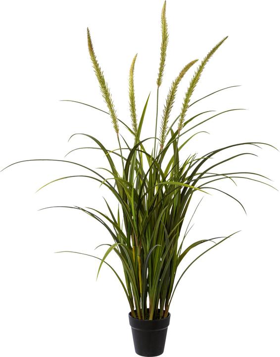 Produktbild Gasper Miscanthus im Topf (120 cm)