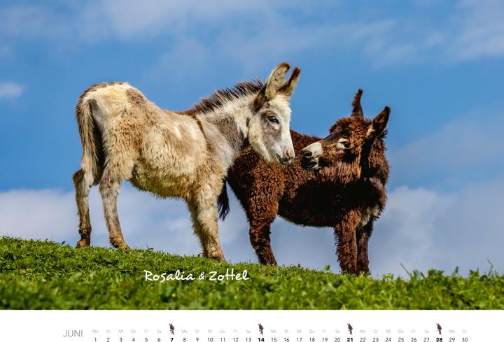 Produktbild Esel Kalender 2026 (47,5 x 33 cm)