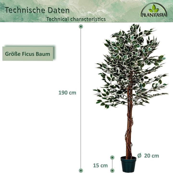 Immagine prodotto Plantasia Ficus Benjamin (190 cm)
