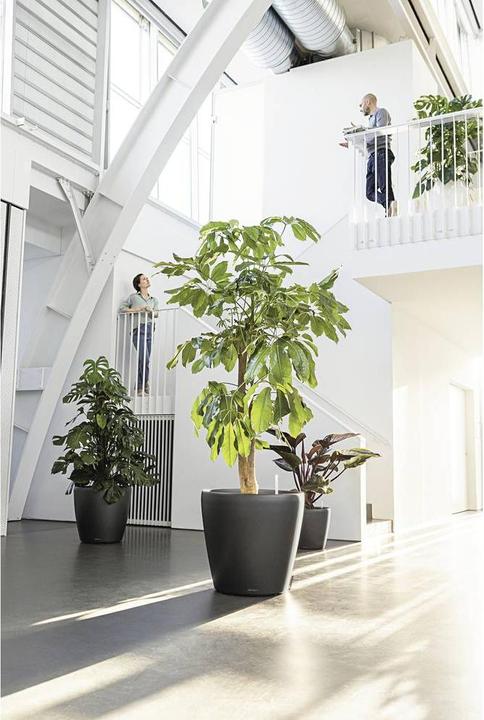 Produktbild Lechuza Classico (36 cm)