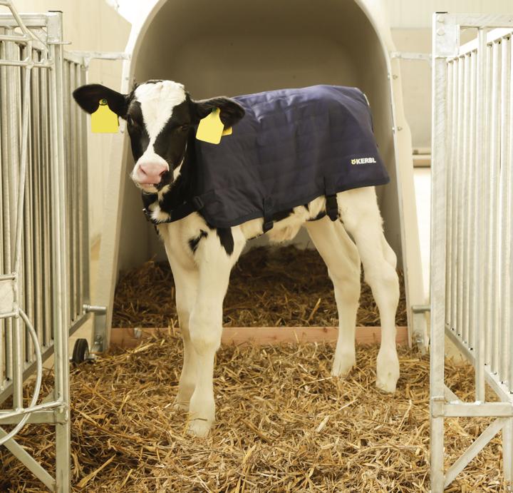 Actual product image Kerbl Calf blanket EasyWear, light version, 70cm