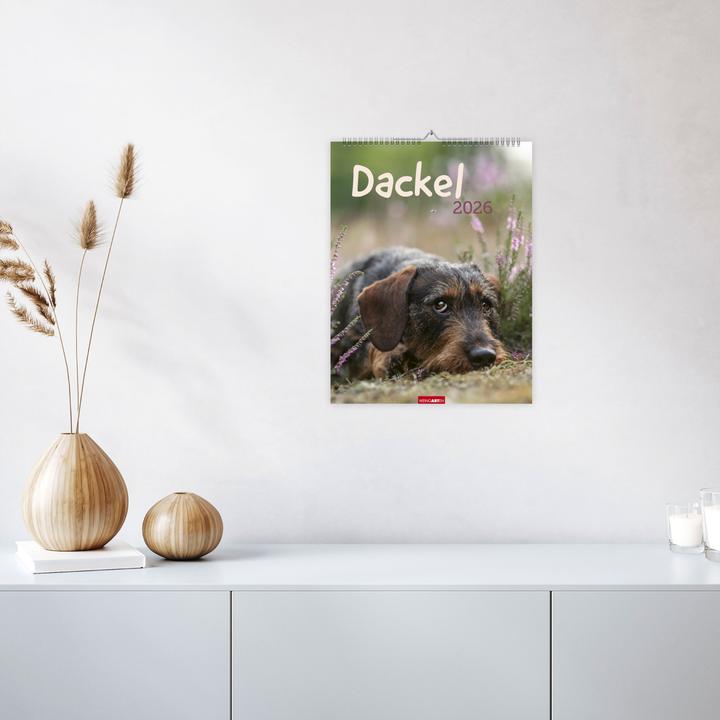 Produktbild Dackel Kalender 2026 (30 x 39 cm, Harter Einband, Deutsch)