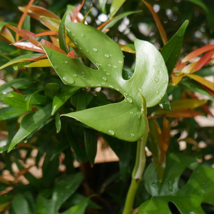 Image du produit Plant in a Box Rhaphidophora Tetrasperma - Monstera Minima (20 cm)