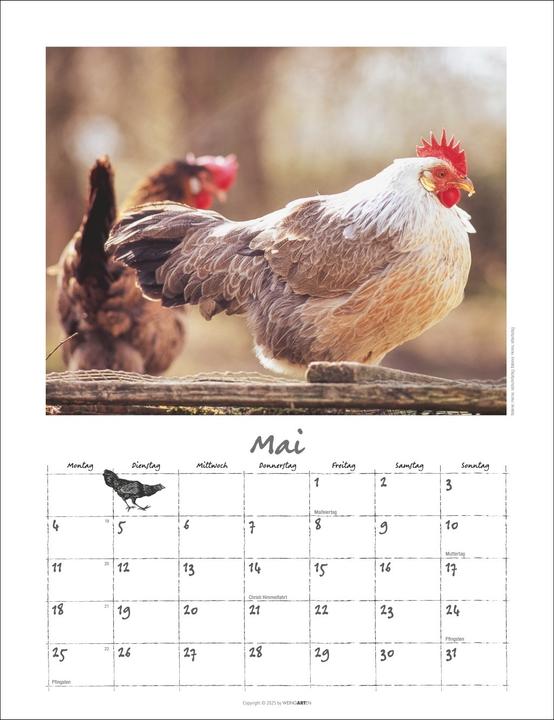Produktbild Der Hühnerkalender 2026 (30 x 39 cm)