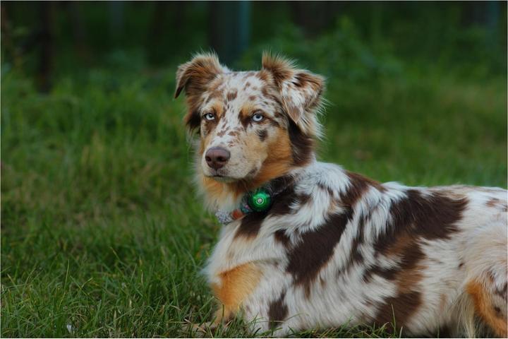 Image du produit Orbiloc Feu de sécurité à double LED (Taille unique, Chien, Général)
