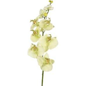 Pianta artificiale, Künstliche Blume Orchidee Creme 85 Cm (85 cm)