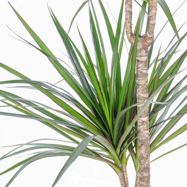 Immagine prodotto Flowerbox Gerandeter Drachenbaum - Dracaena marginata (120 cm)