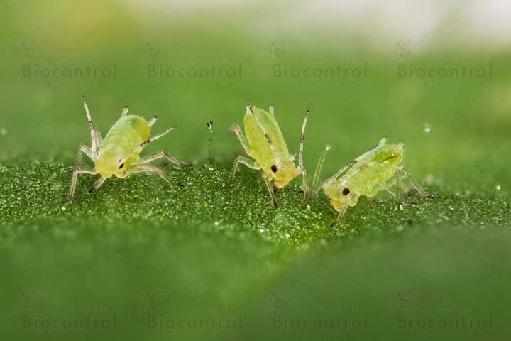 Actual product image Andermatt Biogarten Natural (Red spider mites, White Flies, Aphids)