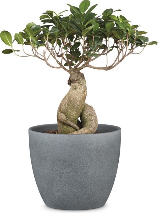 Produktbild Scheurich Stone (25 x 22.50 cm)