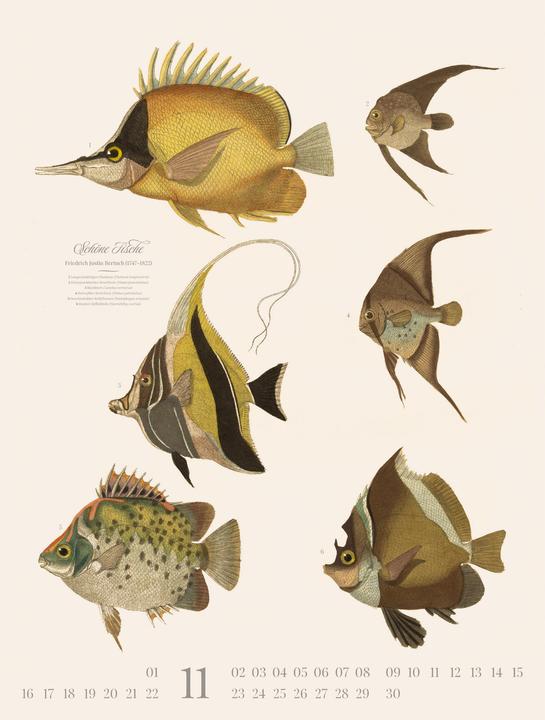 Produktbild Fische Kalender 2026