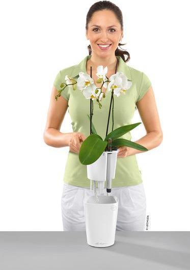 Immagine prodotto Lechuza Deltini