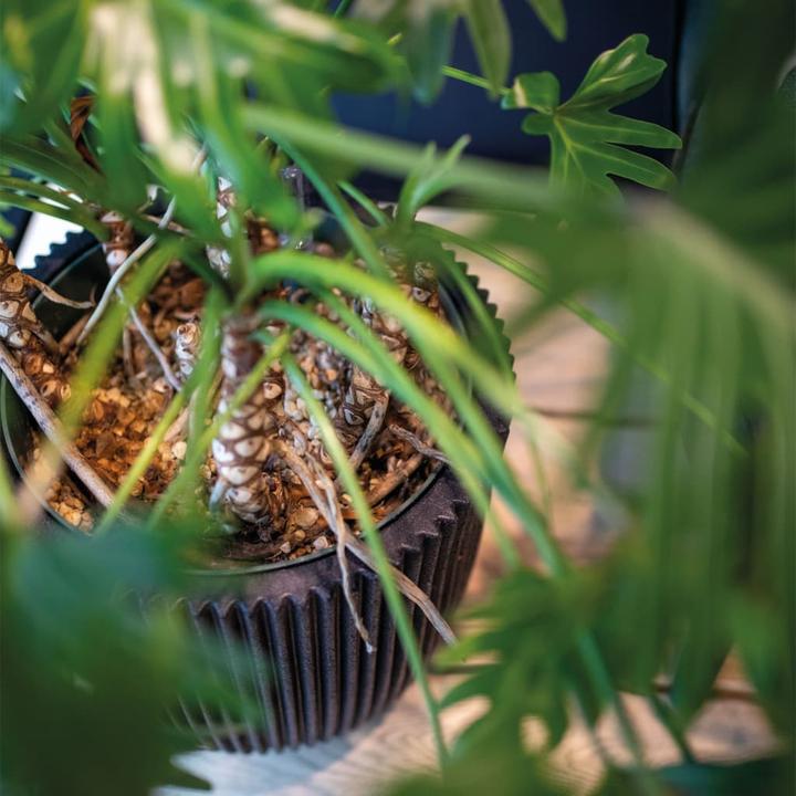 Produktbild Capi Romain (34 x 46 cm)