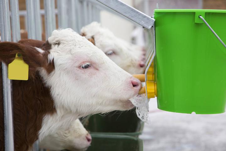 Image du produit Kerbl Hygiene Tränkeeimer mit Klapp-Ventil für Kälber