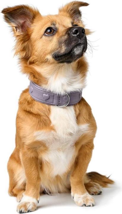 Actual product image Hunter - H.HB Soho X Love - 47/S-M - Purple (Dog, General)