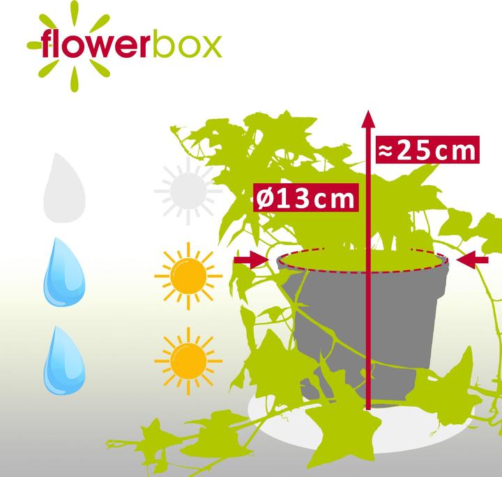 Produktbild Flowerbox Gemeiner Efeu- Hedera helix (15 cm)