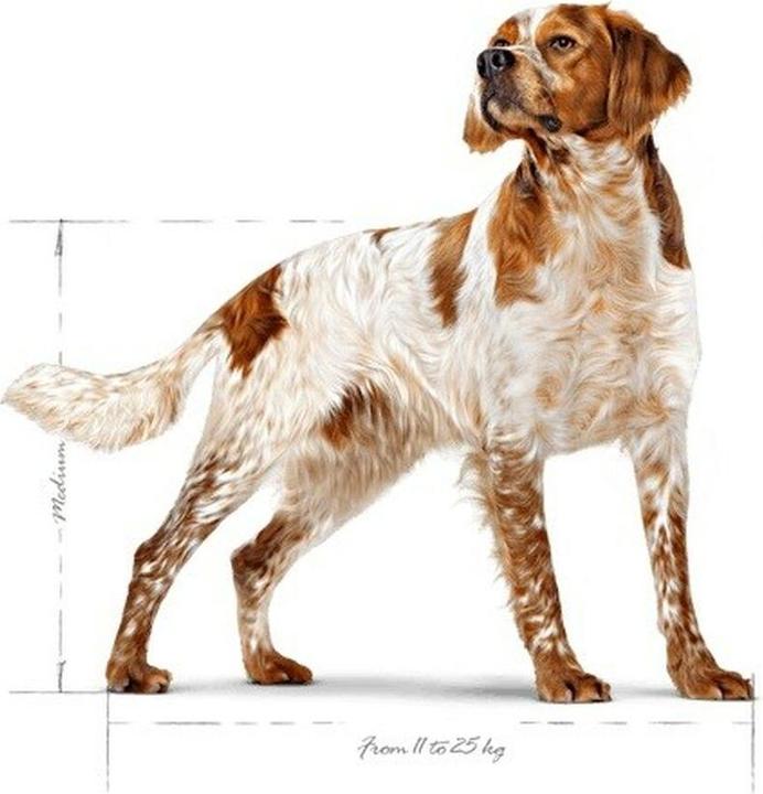 Produktbild Royal Canin Medium (Adult, 1 Stk., 15000 g)