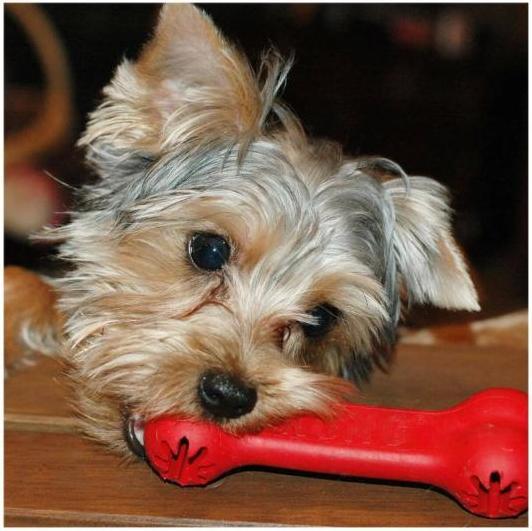 Produktbild KONG Goodie (Kauspielzeug Hund)