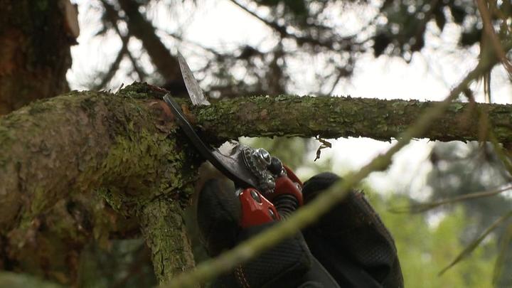Actual product image Irimo ERGO™ Medium-sized 30 mm bypass pruning shears with roller handle with elastomer coating