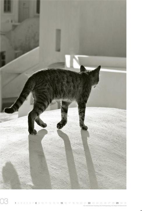 Produktbild Cats Edition Kalender 2026 (49 x 68 cm)