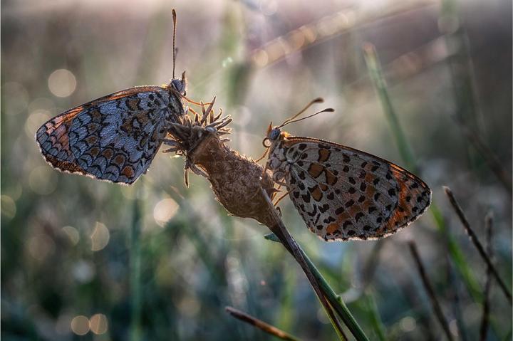 Actual product image Venus Optic Fixed focal length Laowa 58mm f/2.8X Ultra Macro APO - E-mount (Sony E, full size)