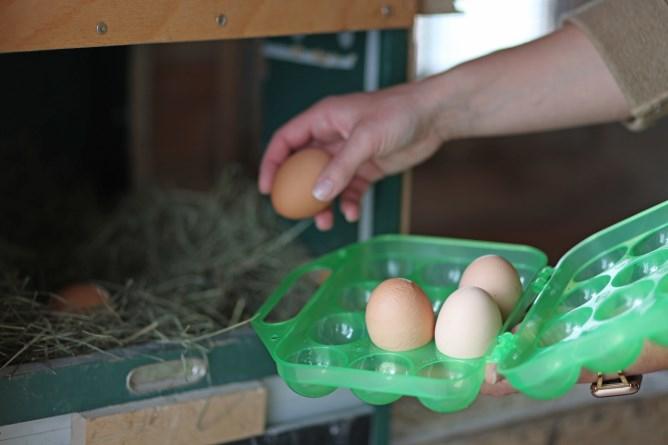 Actual product image Kerbl Egg Storage Plastic for 12 Eggs Green". (3.38 l)