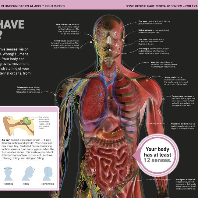 Produktbild It Can't Be True! Human Body! (Englisch, 2021)