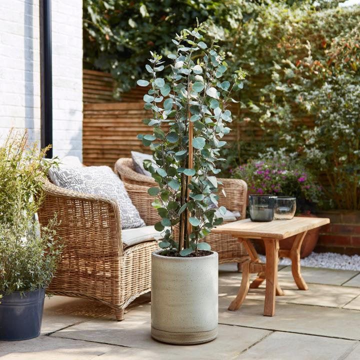 Produktbild Plant in a Box Eucalyptus cinerea 'Silver Dollar' (110 cm)