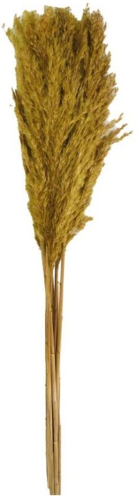 Image du produit Dijk Tube de pieu - Arundo donax (Fleurs séchées)
