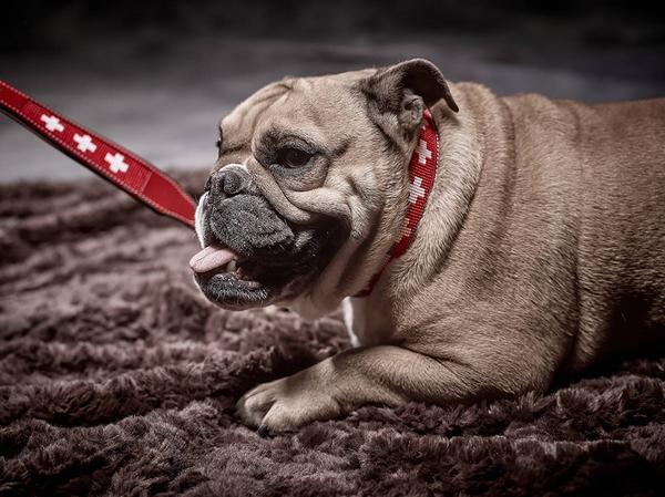 Produktbild Colly Weichleder-Halsband mit Schweizerkreuz geperlt (3.5, 50, Hund, Allgemein)