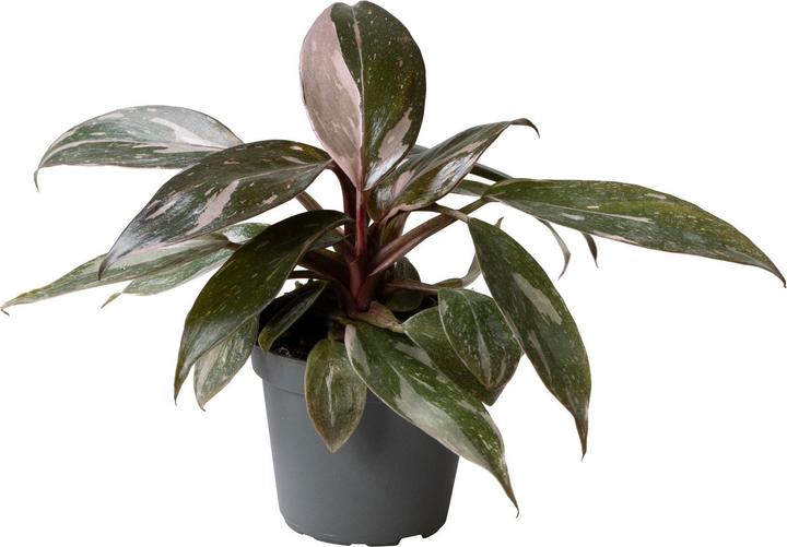 Immagine prodotto Mahaloplants Philodendron Pink Princess (8 cm)