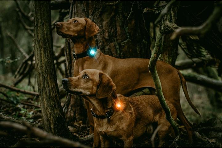 Image du produit Orbiloc Safety Light Dog Dual (Taille unique, Chien)