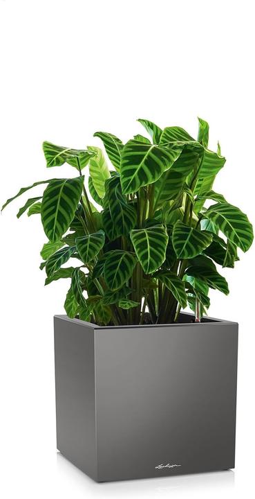 Actual product image Lechuza CANTO Premium 40 low anthracite metallic (40 x 40 x 40 cm)