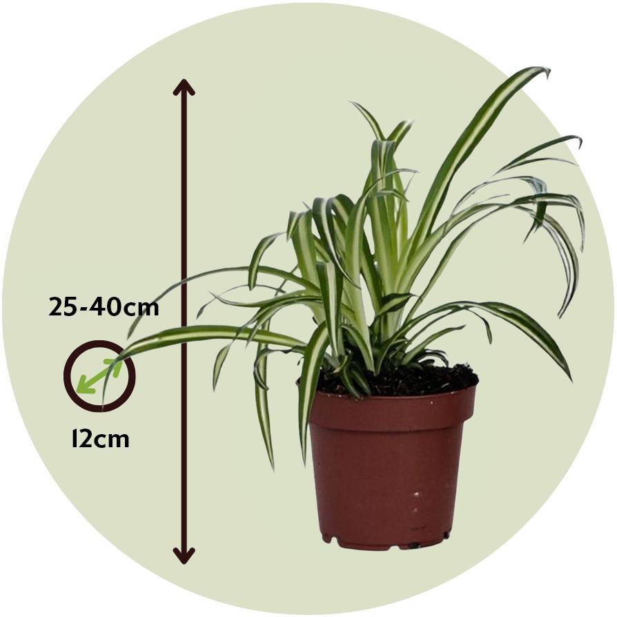 Thumbnail - Plant in a Box, Pflanzen, Chlorophytum comosum 'Atlantic' - 6er Set Grünlilie (25 cm)