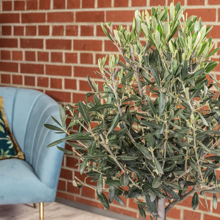 Produktbild Flowerbox Olivenbaum - Olea europaea (110 cm)