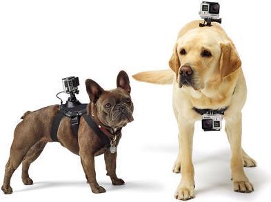 Immagine prodotto GoPro Imbracatura per cani Fetch (Universale, Eroe 7, Azione Osmo)