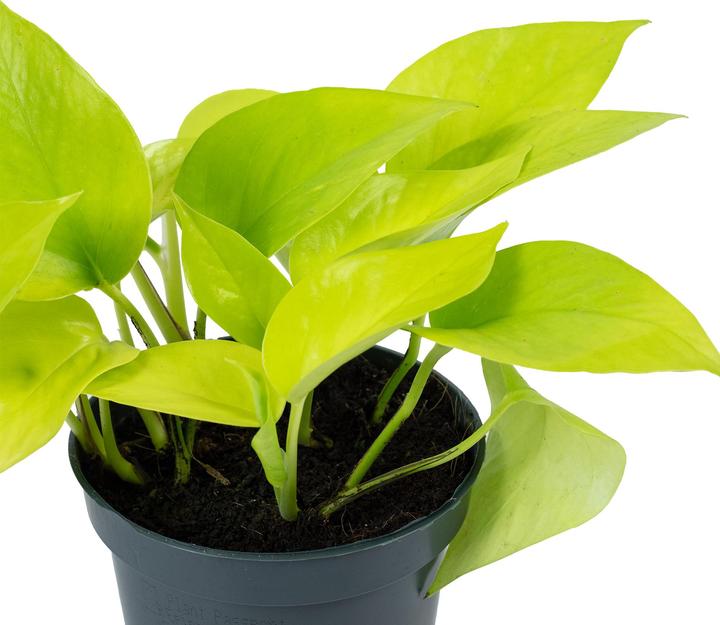 Produktbild Flowerbox Efeutute - Epipremnum pinnatum 'Golden Pothos' (15 cm)