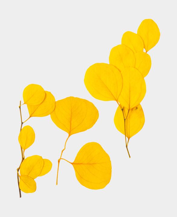 Image du produit I Am Creative Fleurs séchées Eucalyptus (Fleurs séchées)