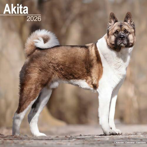 Image du produit Akita Calendar 2026 Square Dog Breed Wall Calendar - 16 Month