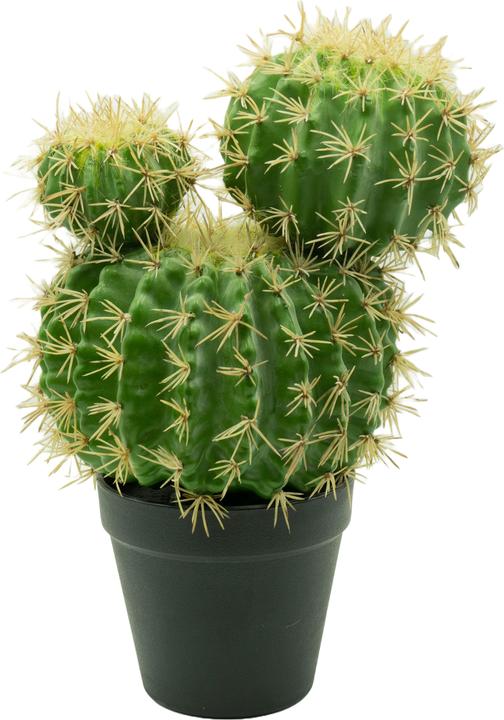 kaktus hngepflanze Epiphyllum guatemalense