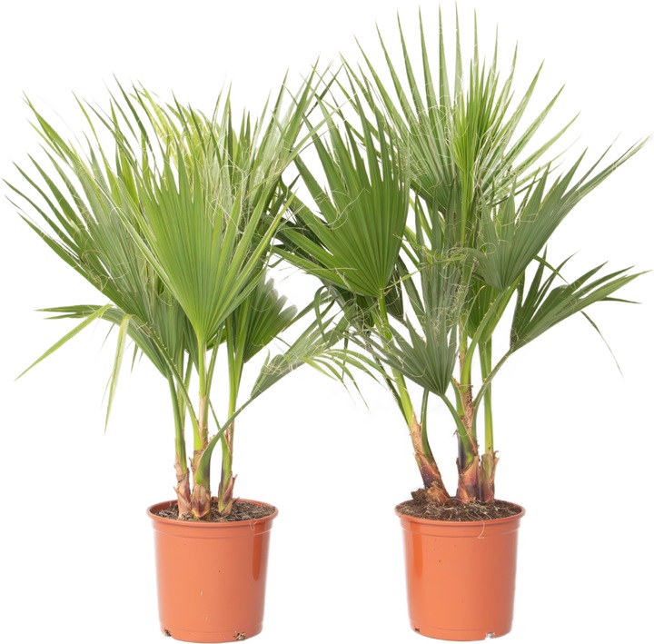 Immagine prodotto Plant in a Box Washingtonia Robusta - 2er Set Mexikanische Fächerpalme (70 cm)
