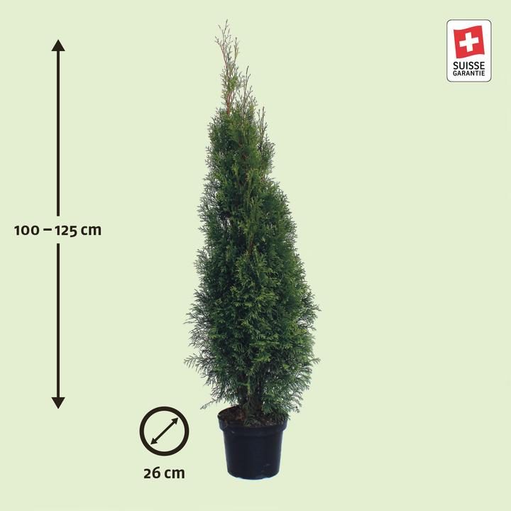 Produktbild Zulauf Thuja / Thuja occ. 'Smaragd' (125 cm)
