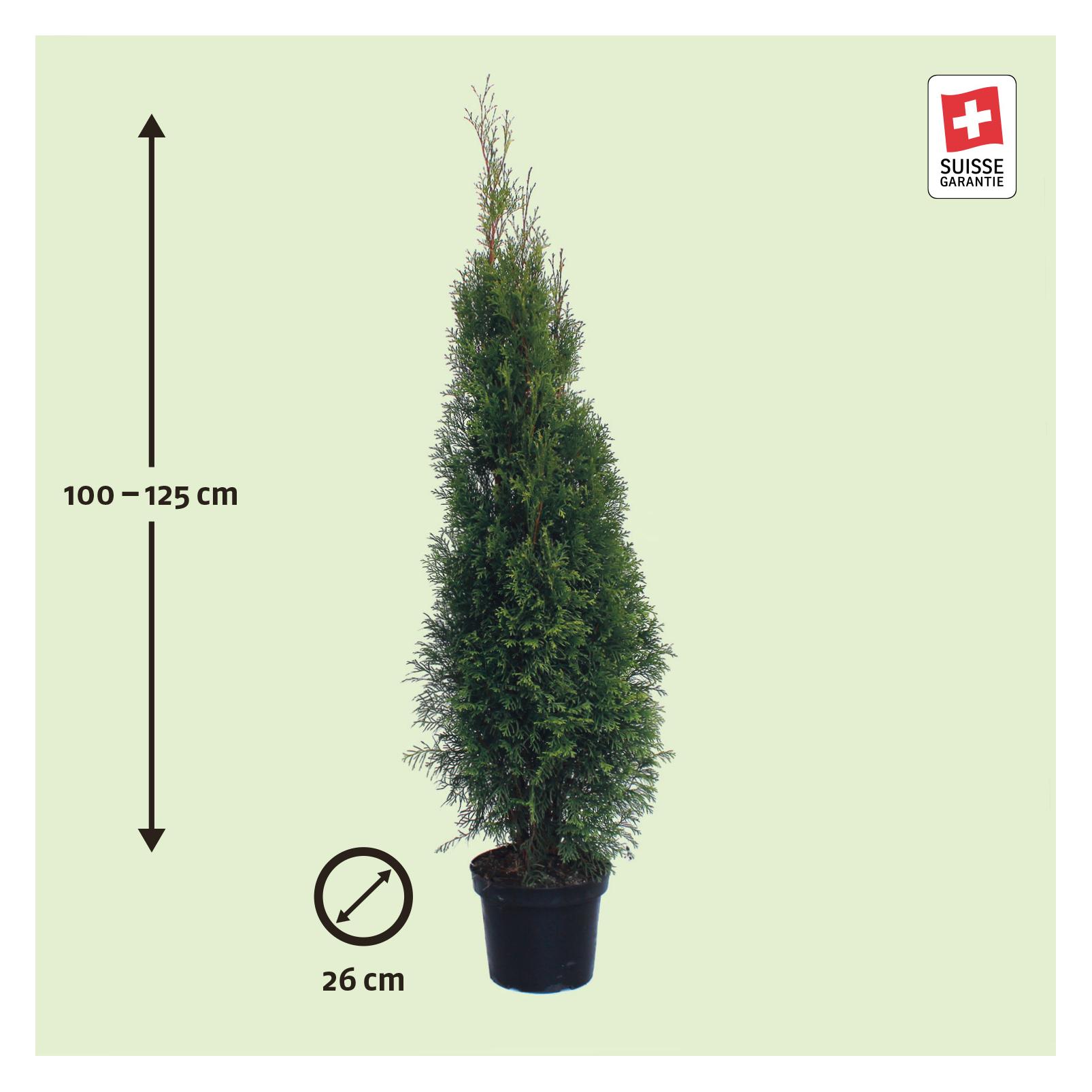 Zulauf Thuja / Thuja occ. 'Smaragd' (125 cm) - kaufen bei Galaxus - Galaxus
