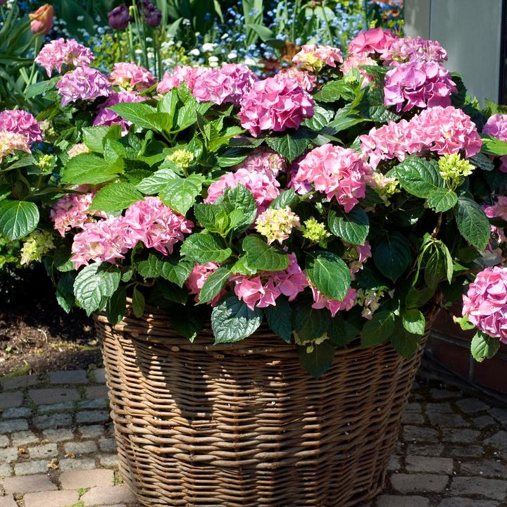 Produktbild Plant in a Box Hydrangea macrophylla 'Early Pink' - 6er Set Hortensien (25 cm)