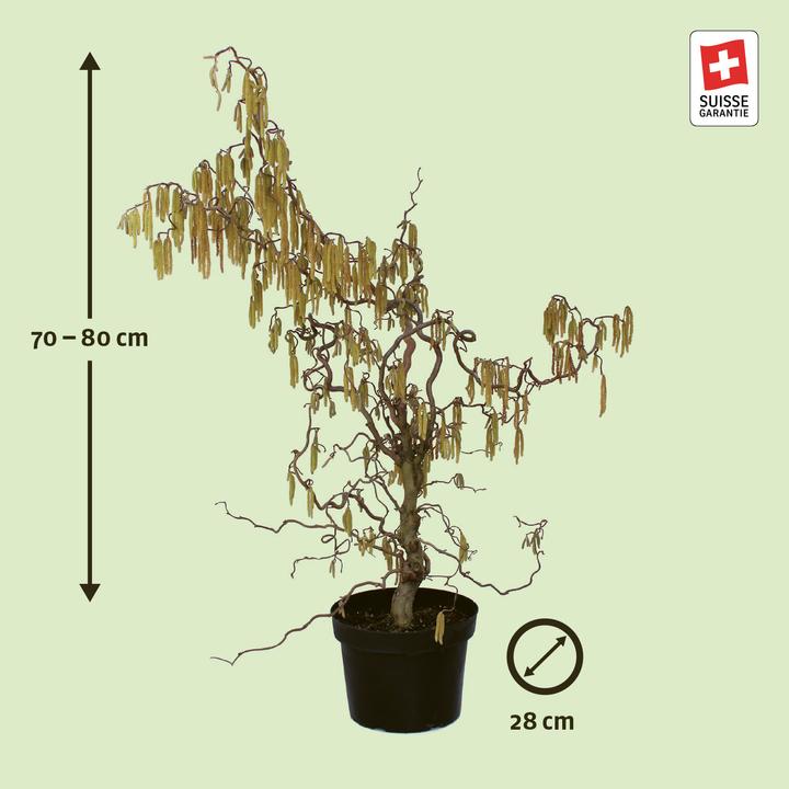 Actual product image Zulauf Korkenzieher-Hasel / Corylus avellana 'Contorta' (80 cm)
