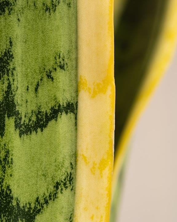 Immagine prodotto feey Grosse Schwiegermutterzunge (60 cm, Appena rinvasata)