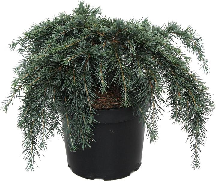 Image du produit Zulauf Zwerg-Himalaja-Zeder / Cedrus deo. 'Feelin' Blue' (40 cm)