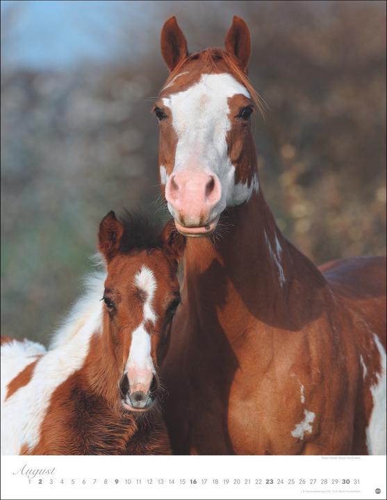 Produktbild Pferde Classics Posterkalender 2026