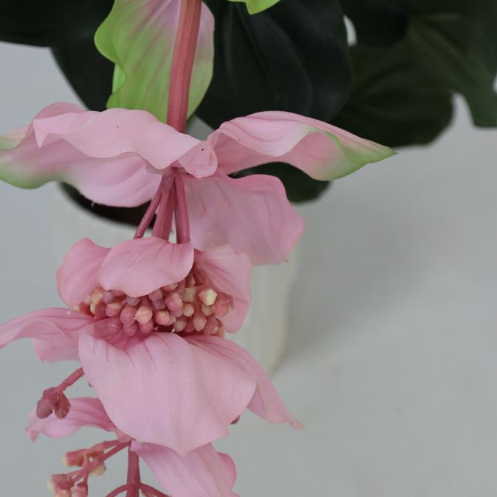 Immagine prodotto Plant in a Box Medinilla - (85 cm)